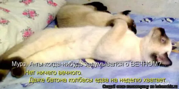 Картинки котиков с надписями (33 фото)