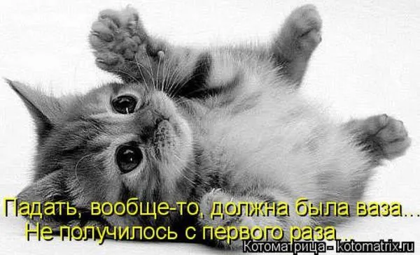 Картинки котиков с надписями (33 фото)