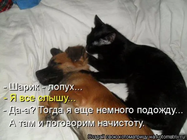 Картинки котиков с надписями (33 фото)