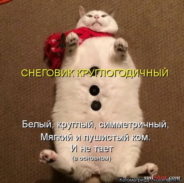 Картинки котиков с надписями (33 фото)