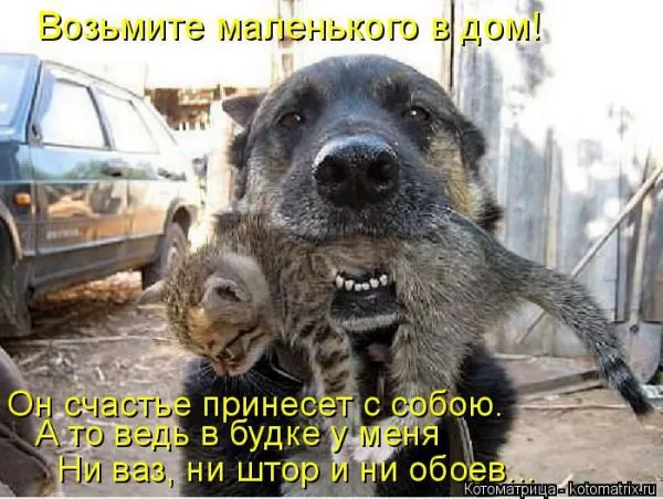 Картинки котиков с надписями (33 фото)