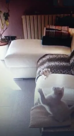Самый неловкий кот