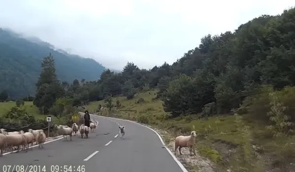 Сразу видно кто тут главный