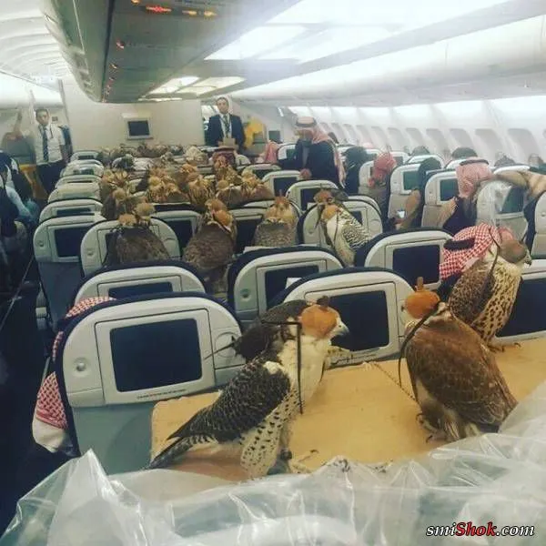 Когда логика это не про нас Когда логика это не про нас