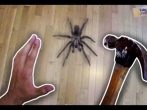 Как не стоит убивать пауков