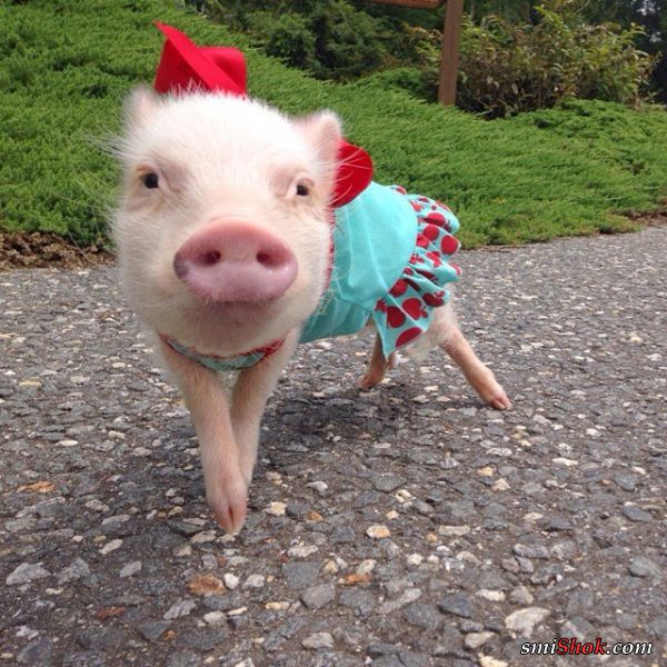Модные свинки, завоевавшие сердца пользователей Инстаграм
