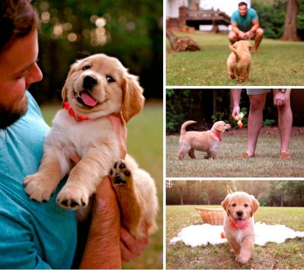 35 избалованных собак, жизни которых позавидуют многие