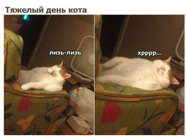 Смешные картинки с надписями от 9 октября 2017