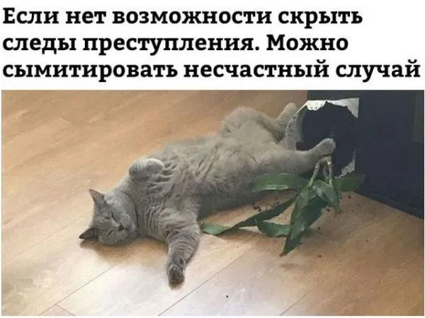 Смешные картинки с надписями от 14 октября 2017 Смешные картинки с надписями от 14 октября 2017