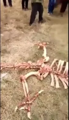 В Китае нашли скелет кого бы вы думали?