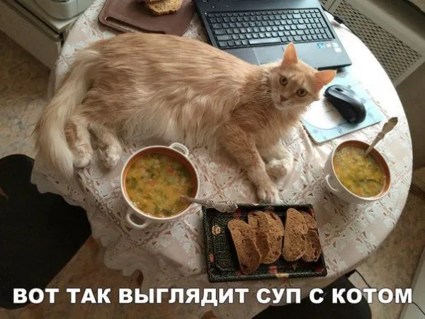 Смешные картинки с надписями от 19 октября 2017 Смешные картинки с надписями от 19 октября 2017