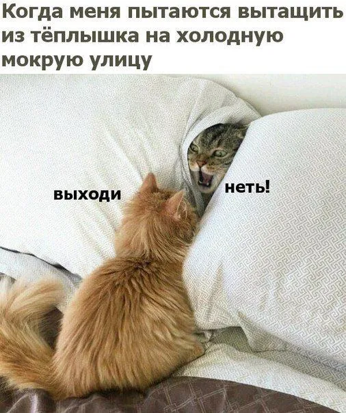 Смешные картинки с надписями от 27 октября 2017