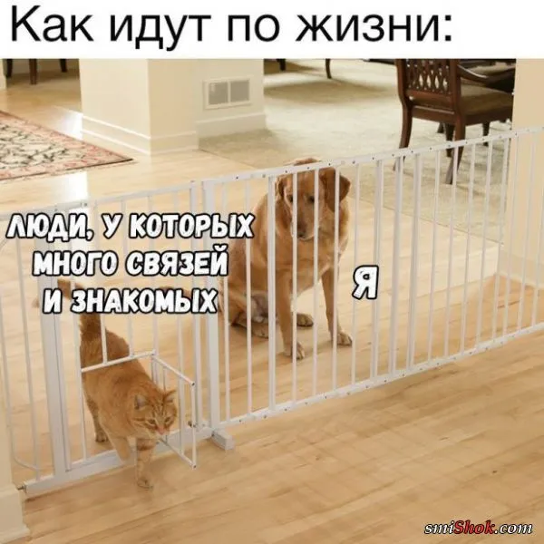 Смешные картинки с надписями от 3 ноября 2017