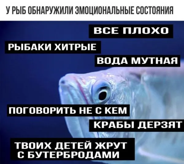Смешные картинки с надписями от 3 ноября 2017