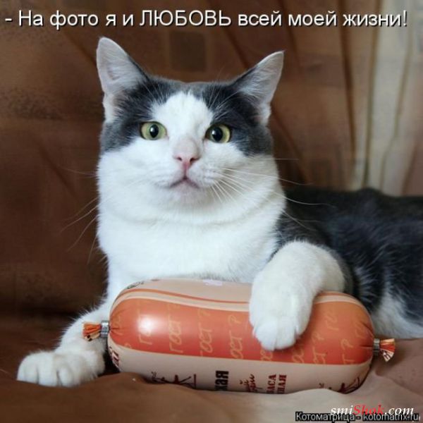 Без кота жизнь не та! Порция смешных котоматриц (21 фото)