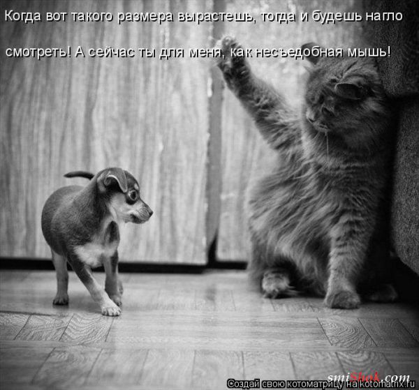 Без кота жизнь не та! Порция смешных котоматриц (21 фото)