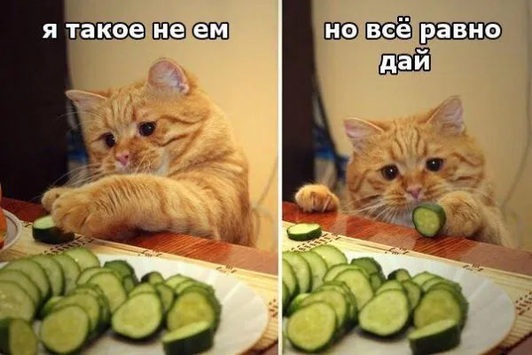 Смешные картинки с надписями от 23 ноября 2017