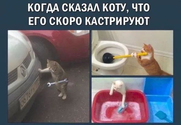 Смешные картинки с надписями от 23 ноября 2017