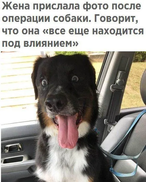 Смешные картинки с надписями от 23 ноября 2017