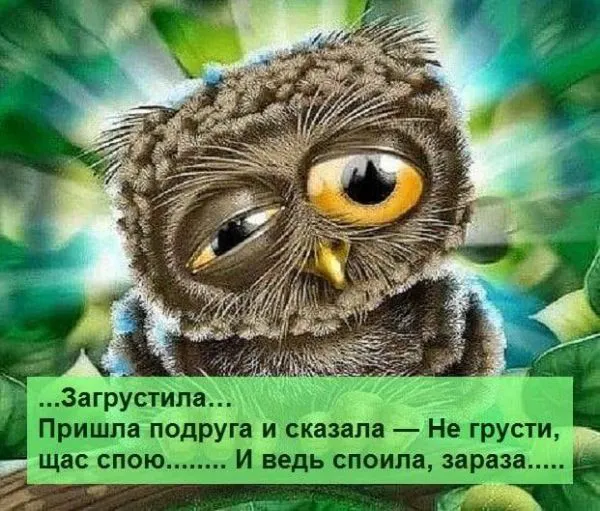 Смешные картинки с надписями от 5 декабря 2017