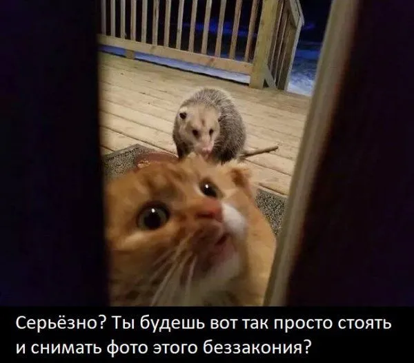 Уморительная реакция кота на опоссума, который съел его еду (7 фото) Уморительная реакция кота на опоссума, который съел его еду (7 фото)