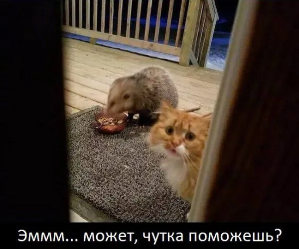 Уморительная реакция кота на опоссума, который съел его еду (7 фото)