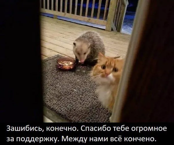 Уморительная реакция кота на опоссума, который съел его еду (7 фото) Уморительная реакция кота на опоссума, который съел его еду (7 фото)