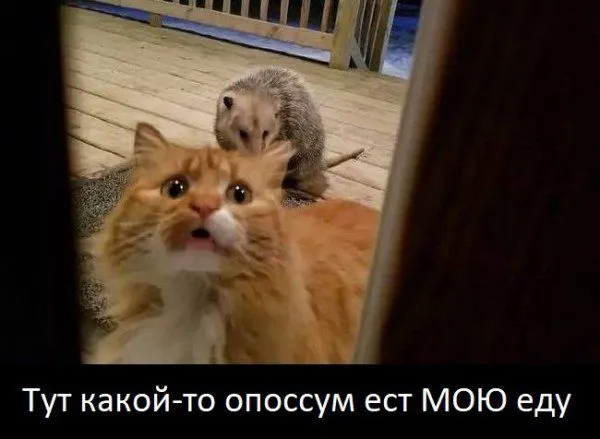 Уморительная реакция кота на опоссума, который съел его еду (7 фото) Уморительная реакция кота на опоссума, который съел его еду (7 фото)