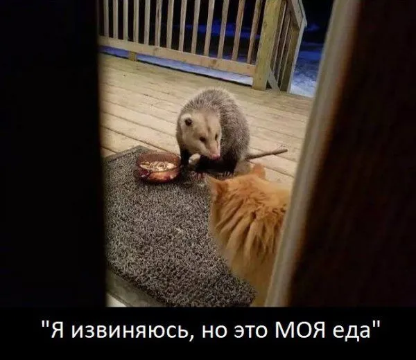 Уморительная реакция кота на опоссума, который съел его еду (7 фото) Уморительная реакция кота на опоссума, который съел его еду (7 фото)