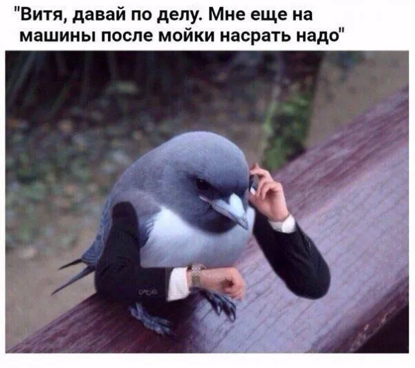 Смешные картинки с надписями от 2 апреля 2018 Смешные картинки с надписями от 2 апреля 2018