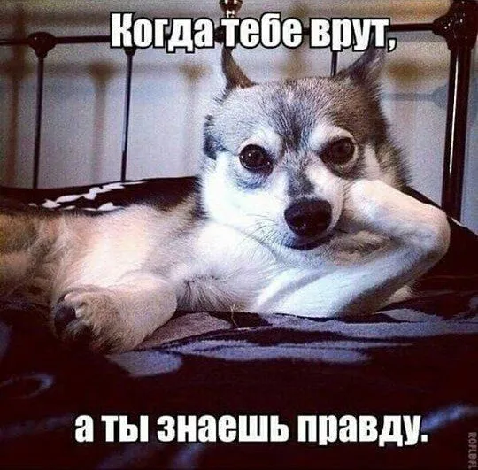 Смешные картинки с надписями от 2 апреля 2018 Смешные картинки с надписями от 2 апреля 2018