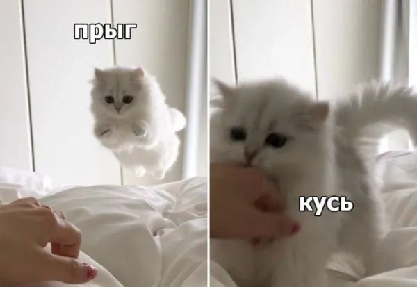 Смешные картинки с надписями от 2 апреля 2018 Смешные картинки с надписями от 2 апреля 2018