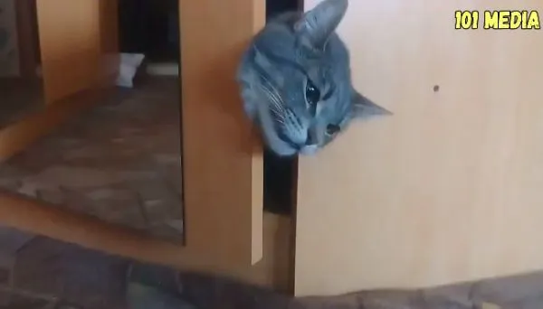 Когда застрял, но хозяин обязательно поможет
