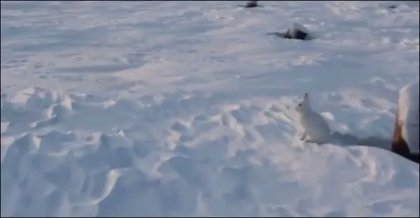Заяц бежит на двух лапах