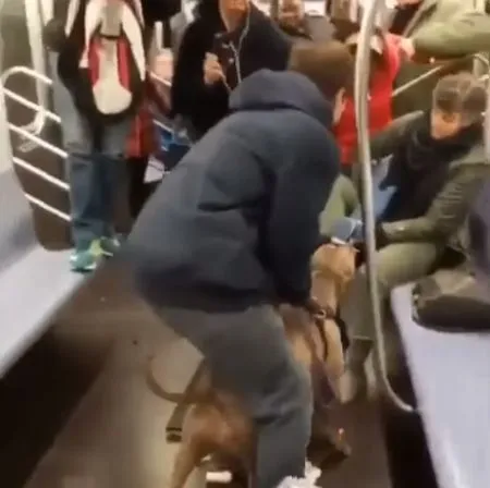 Питбуль разбушевался в метро