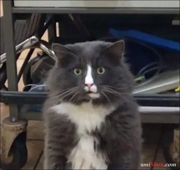 Реакция кота на змею