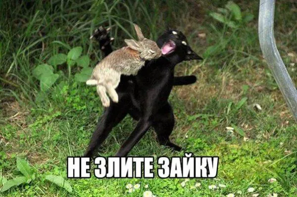 Смешные картинки с надписями от 16 июля 2018