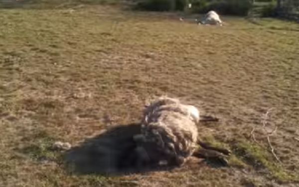 10 литров за ночь: на Тернопольщине загадочное существо обескровило отару овец