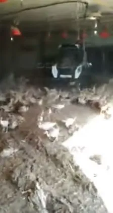 Индейкапокалипсис