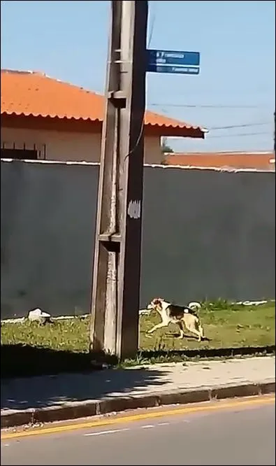 Эта собака не так проста!