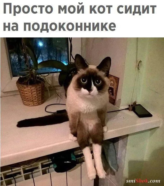 Смешные картинки с надписями от 29 октября 2018