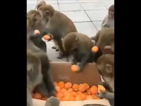 Отношение к халяве у обезьян и людей