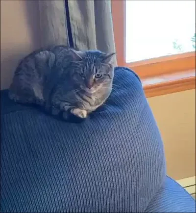 Коты ненавидят этот трюк