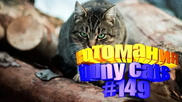 Видео про котов. Котомания # 149