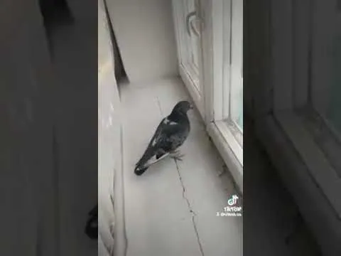 Тот самый голубь с биолабораторий