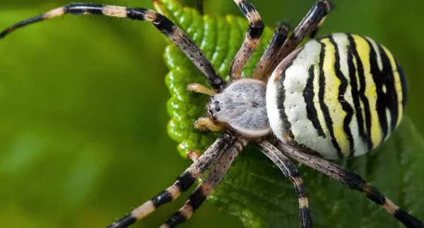 Они несут смерть: ТОП-5 ядовитых пауков Украины