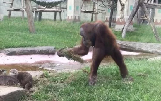 Орангутан дразнит видру. Реакция не заставила себя ждать