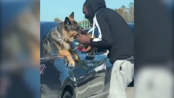 Водитель в США вышел из машины, чтобы показать своего щенка собаке в соседней машине.