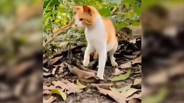 Занадто швидка кішка виявляється невразливою для змій