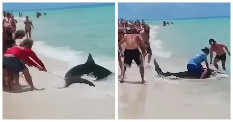 Чудачества на пляже: в США мужчины воспользовались акулой для экстремального катания